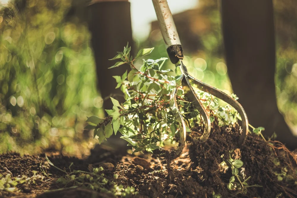 Jäten von Unkraut mit einer Hacke