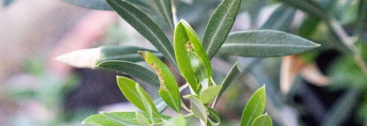 Olivenbaum mit braunen Blättern