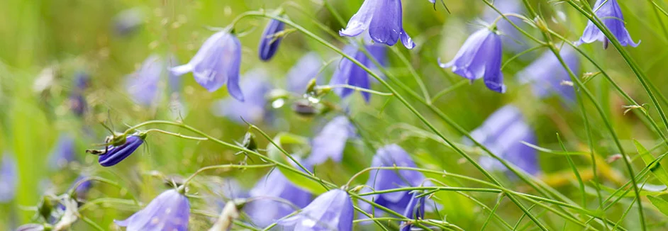 Lila Glockenblumen auf einer Wiese