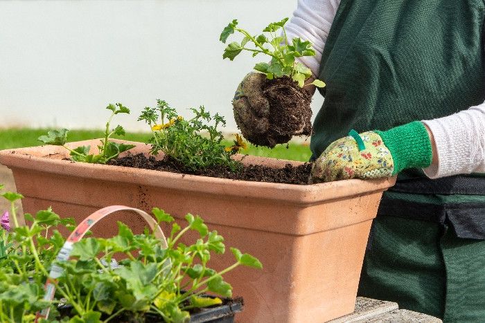 Gärtner mit Handschuhen topft eine Pflanze in einen Kasten um.