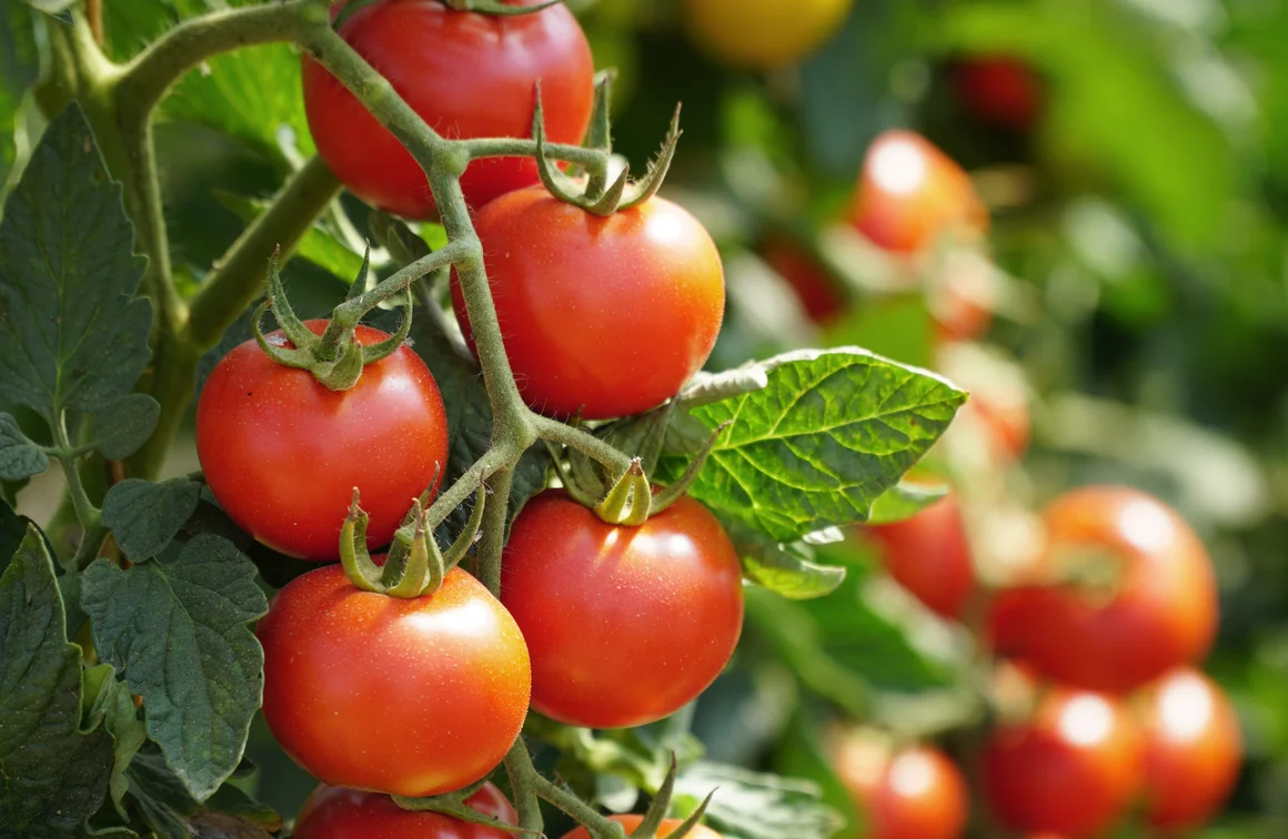 Reife Tomaten an der Pflanze