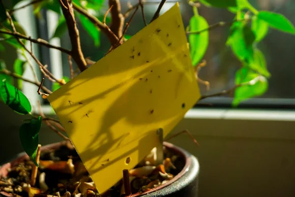 Gelbe Klebefalle für Trauermücken