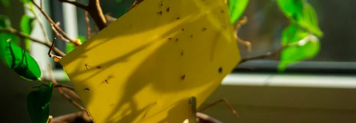 Gelbe Klebefalle für Trauermücken