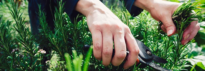 Person schneidet Rosmarin mit Gartenschere