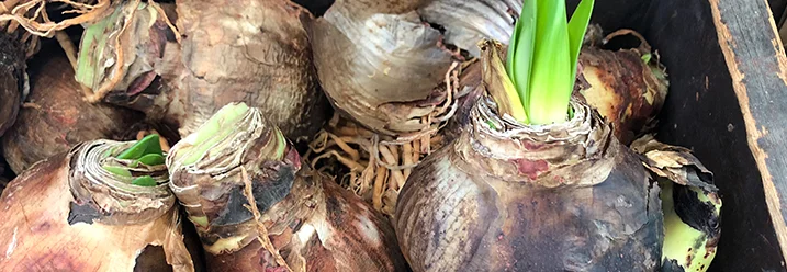 Mehrere Amarylliszwiebeln mit austreibenden grünen Blättern.