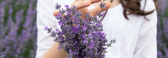 Person hält Lavendelstrauß