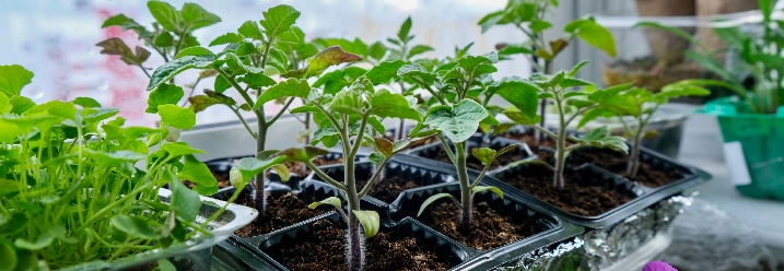 Tomatensetzlinge am Fenster