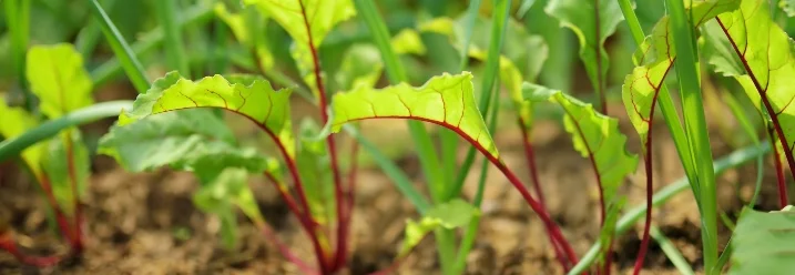Rote Bete Pflänzchen im Beet