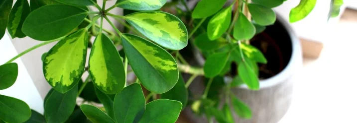 Grüne Zimmerpflanze mit gelben Blättern