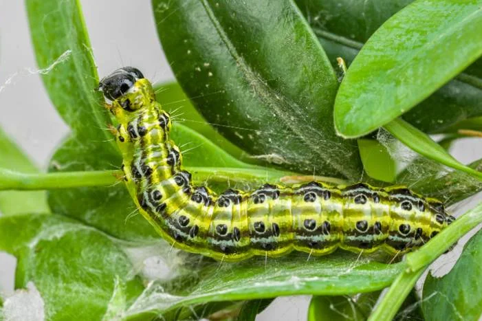 Grüne Raupe mit schwarzen Punkten auf Blättern
