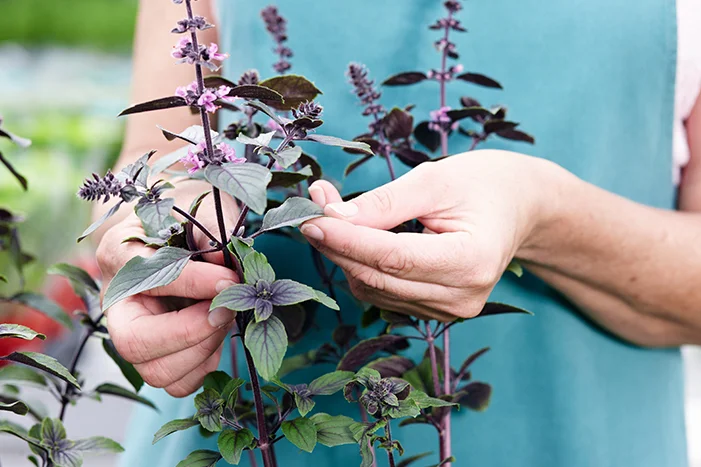 Person berührt Basilikumpflanze