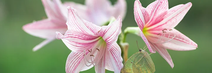 Blühende Lilien mit Schmetterling
