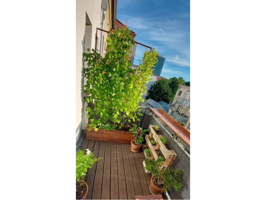 Ein sonniger Balkon mit vielen Pflanzen