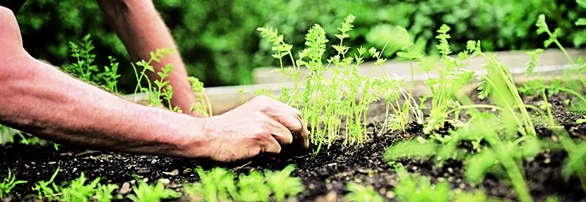 Person pflanzt Setzlinge in Erde