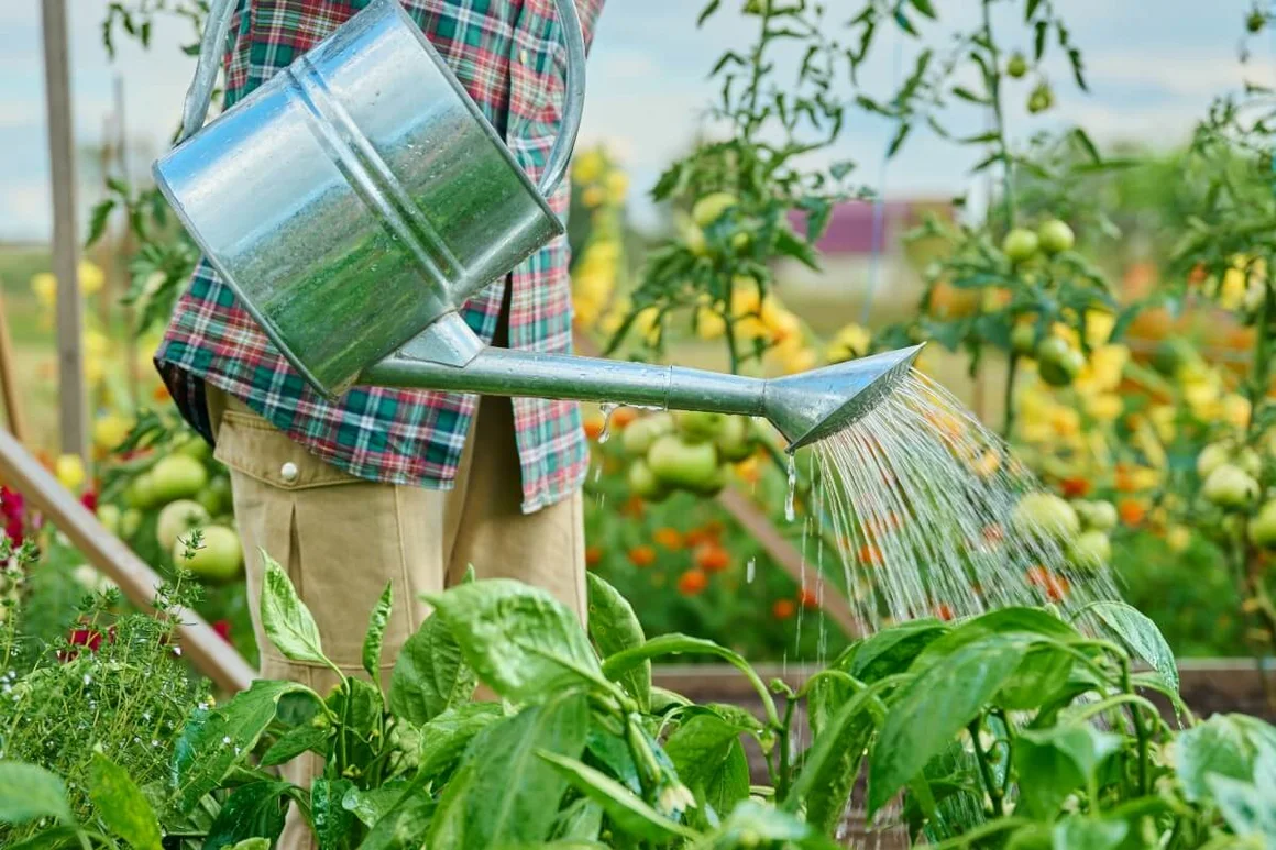 Person gießt mit Gießkanne Pflanzen