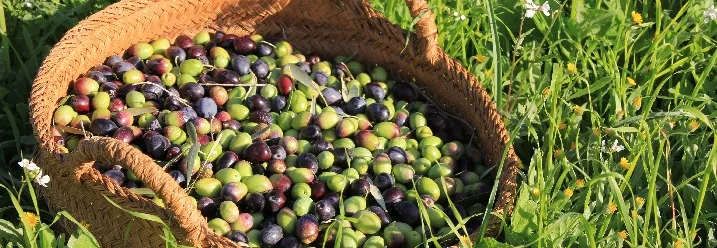 Korb voller Oliven auf einer Wiese