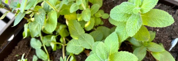 Frische grüne Minze in einem Topf