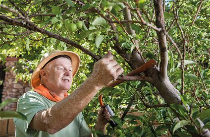Mann schneidet Apfelbaum