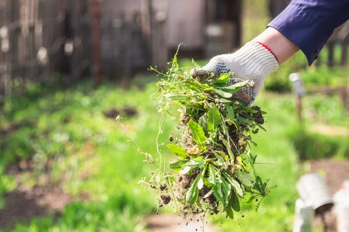 Hand mit Handschuh hält Unkraut