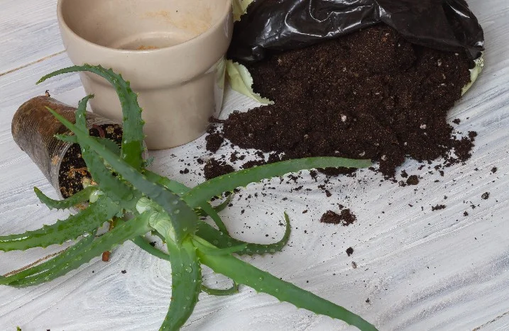 Aloe Vera umtopfen: Schritt fr Schritt
