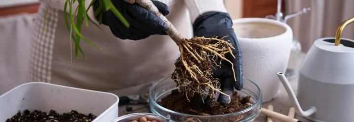 Person hält Pflanze mit Wurzeln über Topf