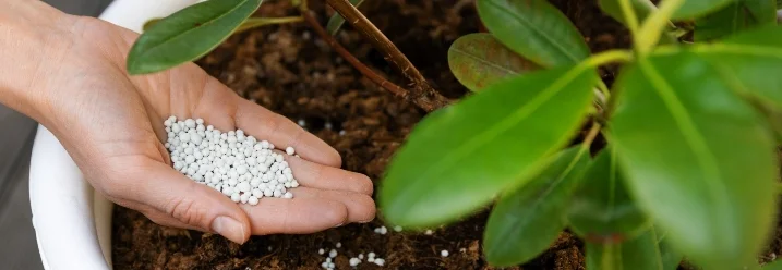 Hand düngt eine Pflanze