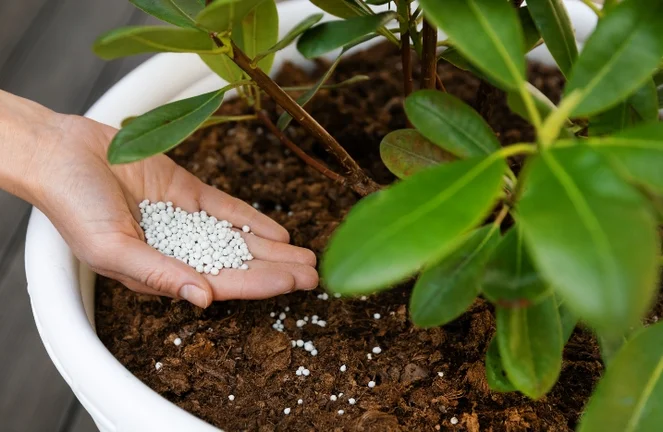 Rhododendron dngen: Tipps fr das richtige Dngen