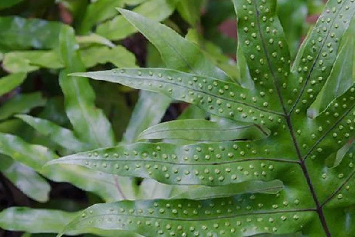 Nahaufnahme eines Farnblatts