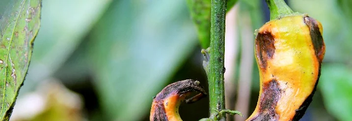 Faule Paprika an Pflanze