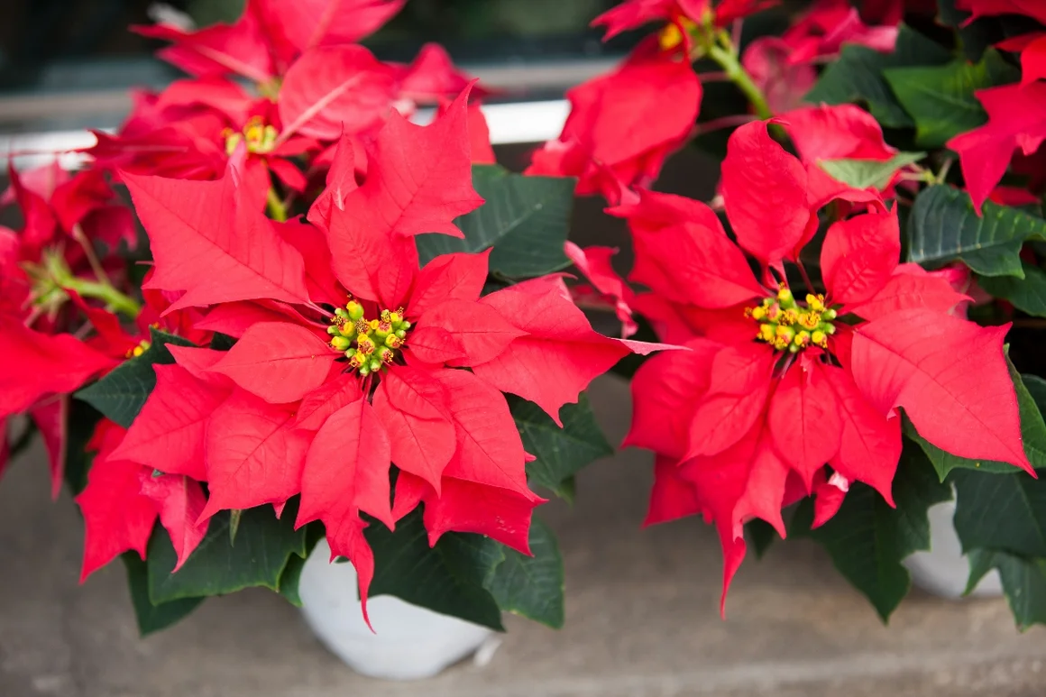 Zwei rote Weihnachtssterne in Töpfen