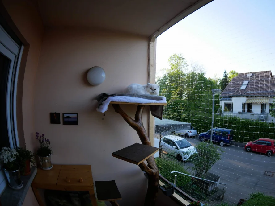 Katze auf Kratzbaum am Balkon