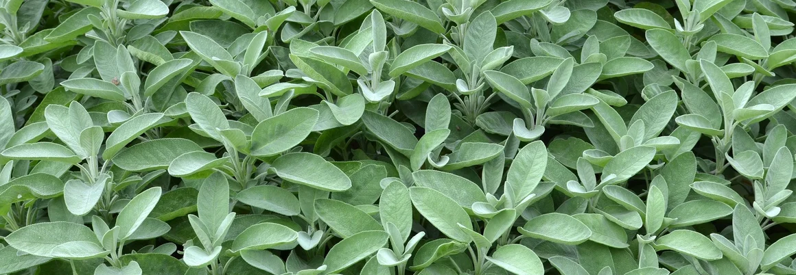 Viele grüne Salbeiblätter