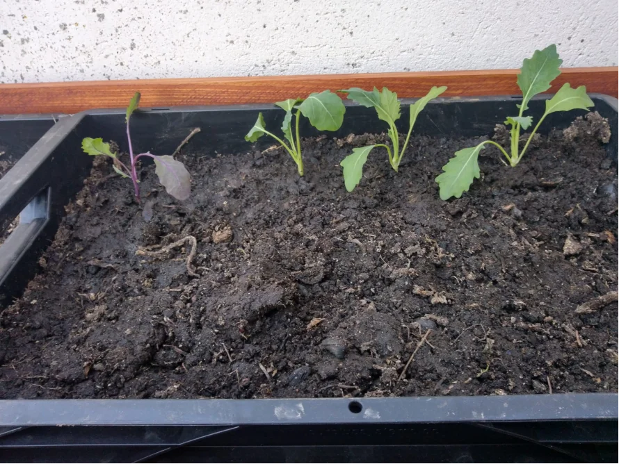 Fünf junge Kohlpflanzen in einem Balkonkasten