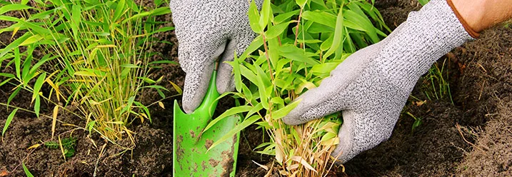 Person pflanzt Bambus mit Schaufel
