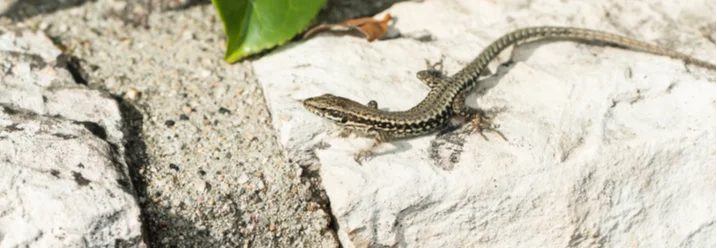 Eidechse sonnt sich auf Stein
