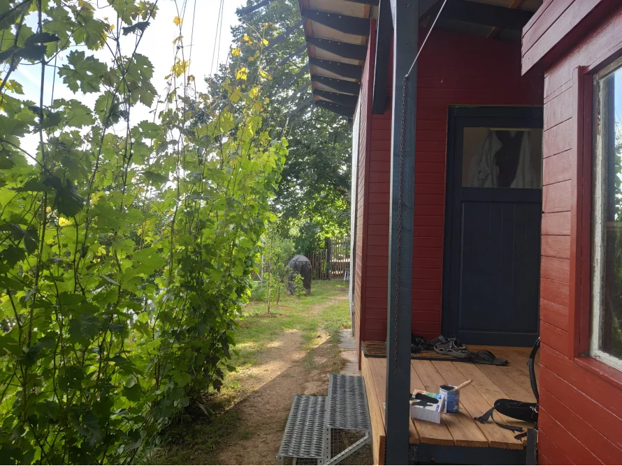Rotes Gartenhaus mit Weinreben