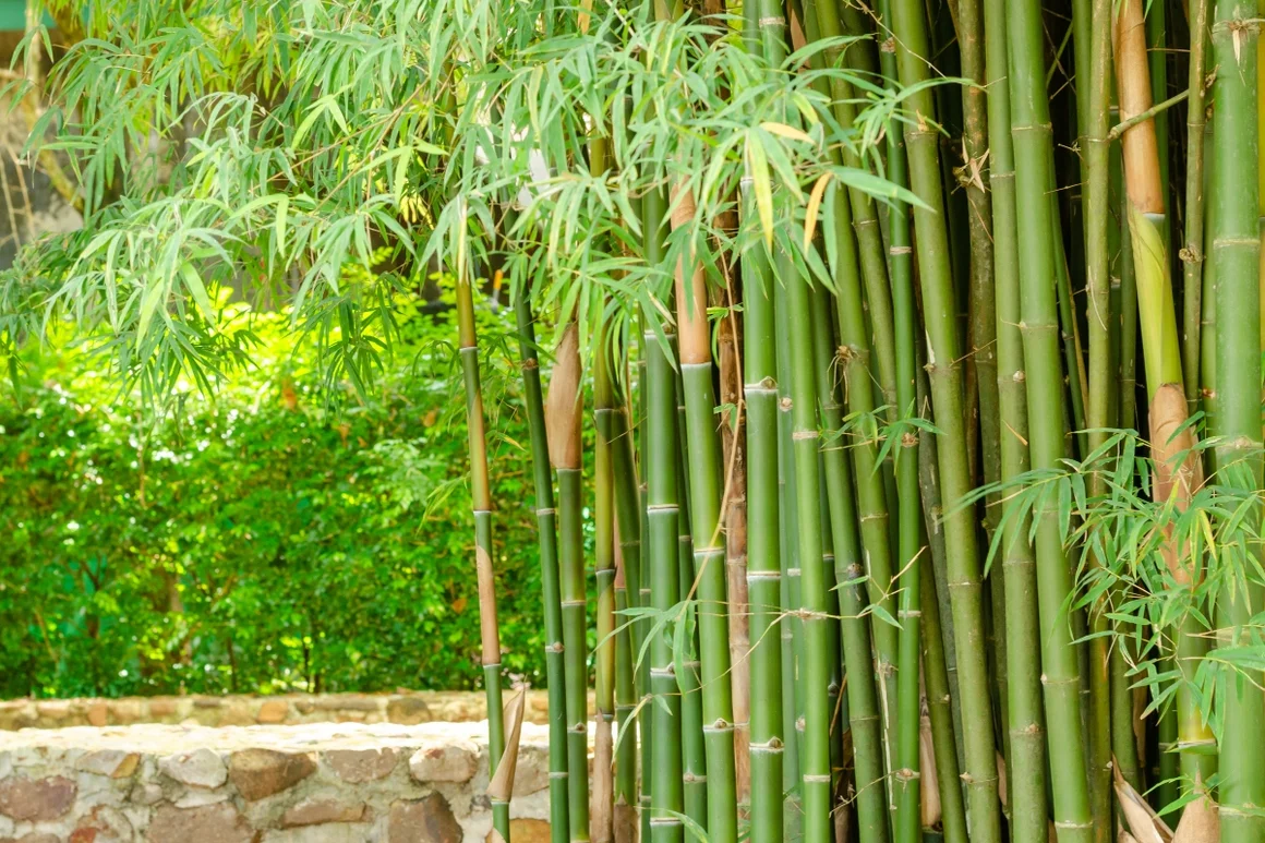 Dichter Bambuswald mit grünen Halmen