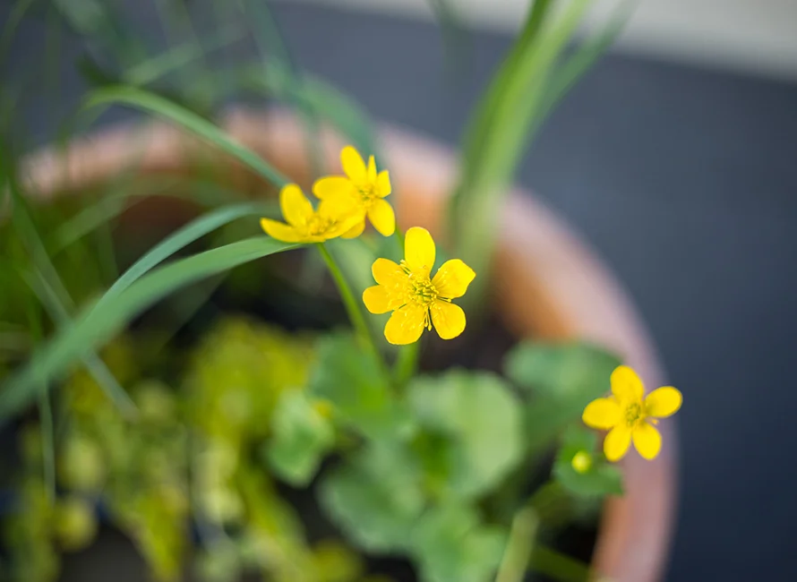Drei gelbe Sumpfdotterblumen