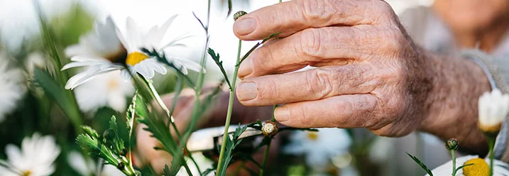 Ältere Hände schneiden Margeriten