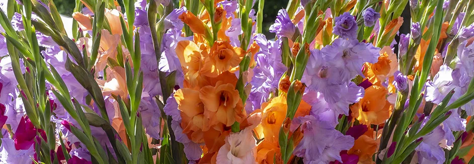 Nahaufnahme von lila und orangen Gladiolen