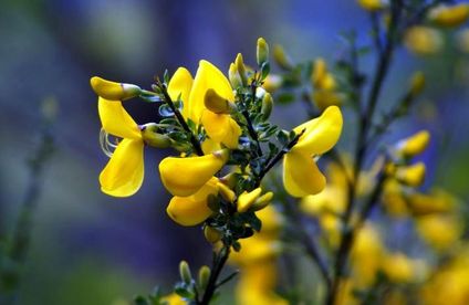 ginster ǀ toom baumarkt