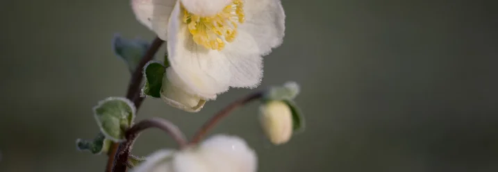 Verwunschene Christrose mit Raureif