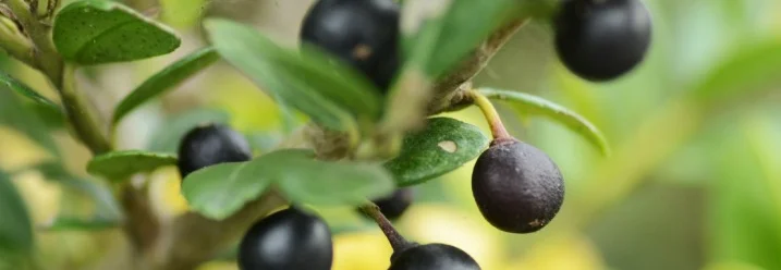 Nahaufnahme von schwarzen Beeren an einem Strauch