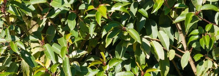 Dichtes grünes Blattwerk