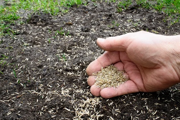 Hand sät Grassamen auf Erde