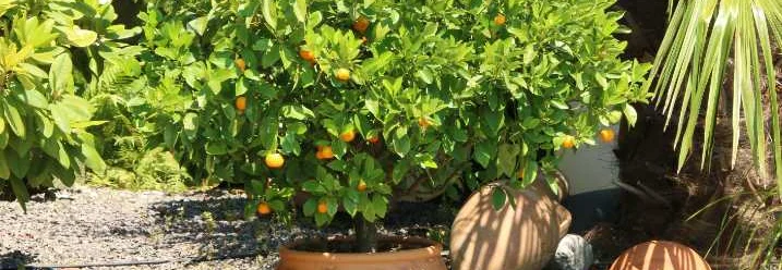 Orangenbaum im Topf