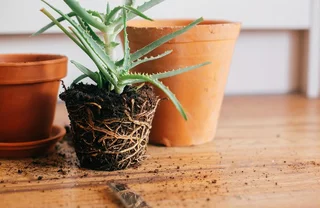 Aloe Vera umtopfen: Schritt fr Schritt