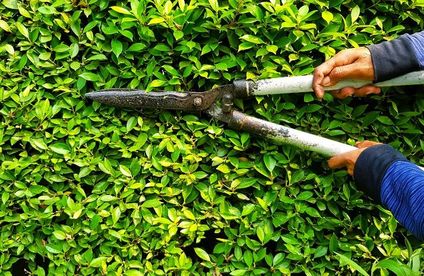 RT Ziergehoelze richtig schneiden Hecke zuschneiden 20 29 717x467 Hecke wird geschnitten