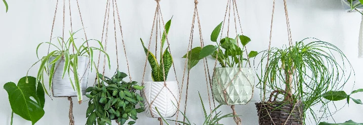 Sechs verschiedene Pflanzen in Hängetöpfen