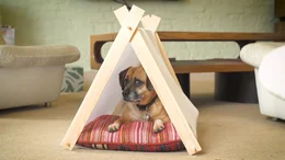 Hund in einem Hunde-Tipi